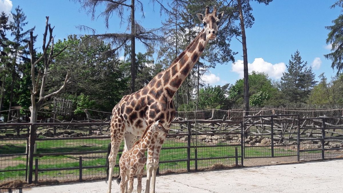 Samička žirafy nejnovějším přírůstkem zoo v Olomouci